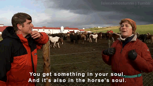 islenskihesturinn:Herdís Brynjólfsdóttir about Icelandic horses in The Guardian's Horse riding in Ic