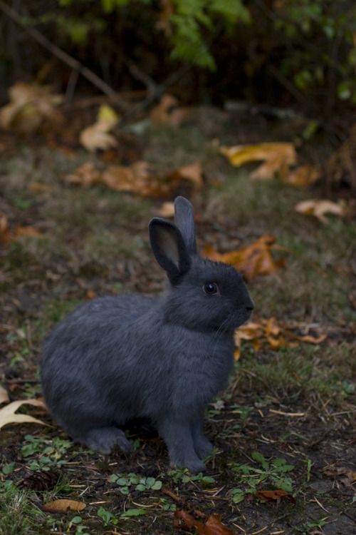 XXX paganroots:  hoppity hop by tarynheart  photo