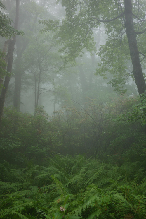 Sams Point in the Fog by WhatsAllThisThen