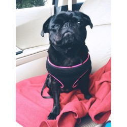 ilovepugs4ever:  Follow Dog Quotes. 