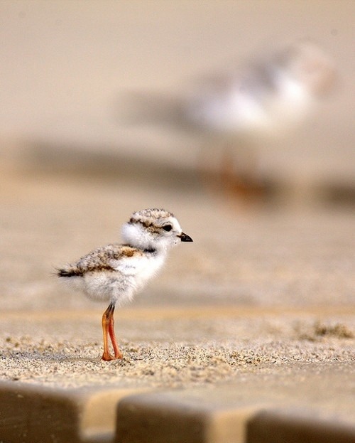 cute-overload:Just a baby seagullhttp://cute-overload.tumblr.comsource: http://imgur.com/r/aww/dhxvP