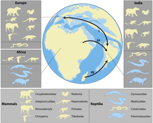 rbins:Three of our palaeontologists, collaborating with colleagues from India and the United States,