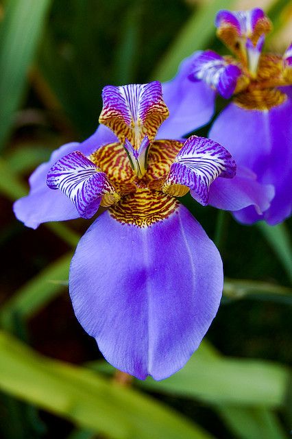 libutron:  Walking Iris - Neomarica caerulea  adult photos