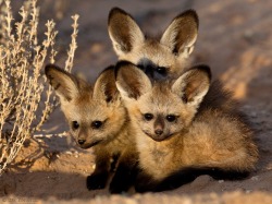 everythingfox:  These are African bat-eared foxes