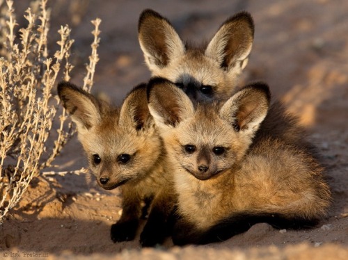 These are African bat-eared foxes