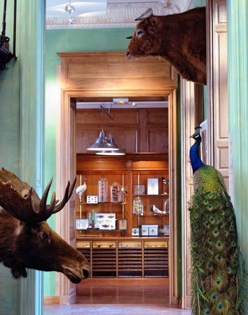 indefenseofart:One of my absolute favorite places in Paris: Deyrolle, a modern day Wunderkammer just behind Musée d’Orsay on the left bank. It was first established in 1831 by Jean-Baptiste Deyrolle from a passion for natural history and entomology