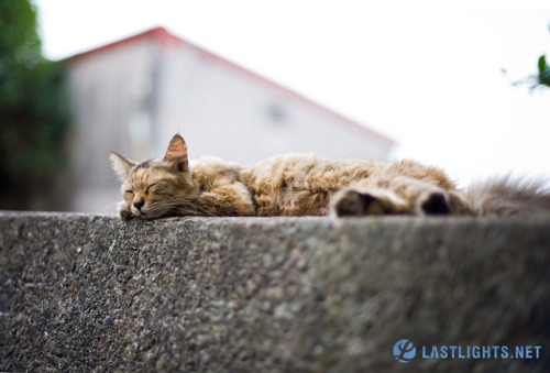 lastlightsnet: Back here in Ainoshima, a.k.a. Cat Heaven Island, a small fishing village island off 