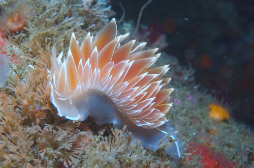 thefruitdragon:  Dirona Albolineata  Dirona appreciation post because there’s not enough of these little beauties on here.  