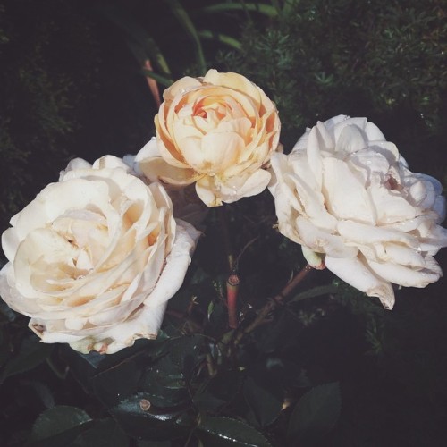 violetgeer:Funeral For A Friend - Roses For The Dead.#vscocam #vsco #roses #white #flowers #nature #