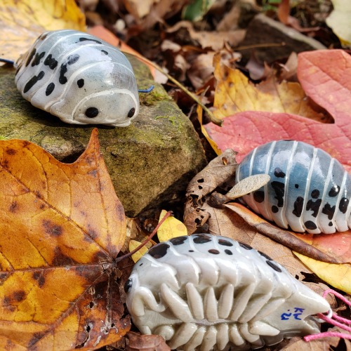  Isopod ornaments now live on Et*y! 20 different kinds to choose from!  etsy.com/shop/eattoast