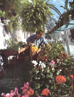 supremeinteriors:  pitch-pine:  The Time-Life Encyclopedia of Gardening : Greenhouse Gardening © 1977 In his greenhouse, Russell Morash waters a calamondin orange. Begonias, geraniums, cyclamen, narcissus and a Boston fern 4 feet wide defy 2 ½ feet