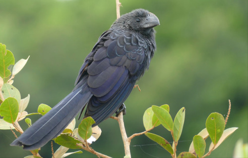 ainawgsd:The smooth-billed ani (Crotophaga ani) is a large near passerine bird in the cuckoo family.