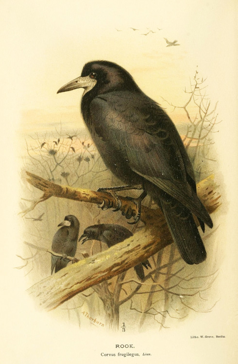 Corvids from Coloured figures of the birds of the British Islands by Lord Lilford, 1885-1897. Via Bi