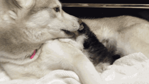 fuckyeahilike:giandujakiss:is there anything better than very big dogs who love very small cats?oh m
