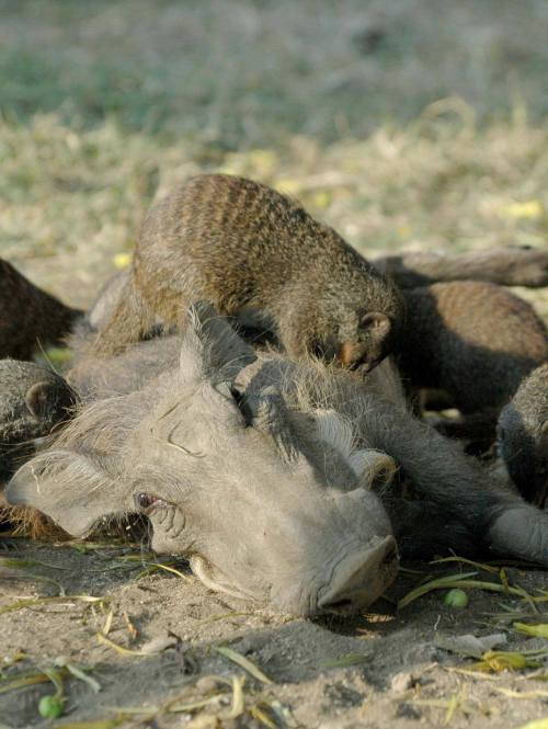 Sorry Timon, mongeese are a warthog’s best friend.Well this looks like a grisly scene, doesn&a