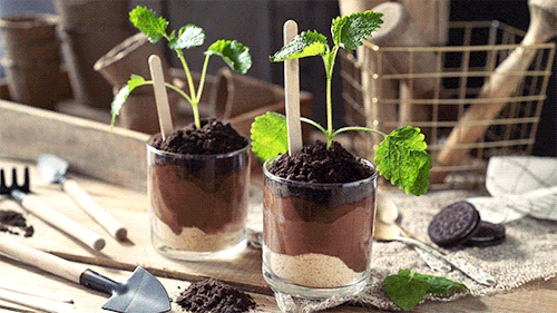 butteryplanet:this is a dessert!minty chocolate mousse with honey and chocolate cookie crumble