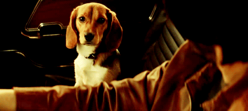 parks-and-rex: boobies-are-candy:  parks-and-rex:   parks-and-rex:   mcthedoodler:   parks-and-rex:   parks-and-rex:   parks-and-rex:   justcuchu:   parks-and-rex:   parks-and-rex:  REBLOG IF YOU LOVE DOGS     MAYBE I’M SMALL AND EMOTIONALLY UNSTABLE