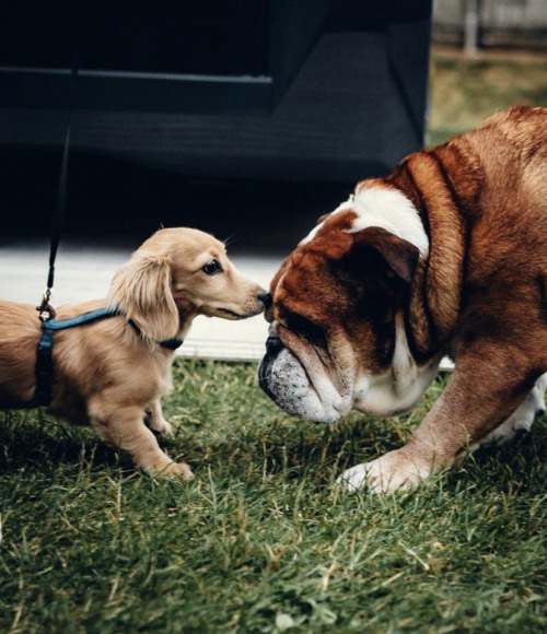 Finallyyy A Roscoe And Leo Playdate !!!