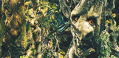 tiffaching:  lotr meme: three races → ents  &ldquo;But I have an odd feeling