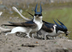 grimm-sugar:Everyone’s talking about House Martins and their fuzzy pants, so I painted over them to make them into griffons. The Common House Griffon (original photo credit is to Steve Robinson)