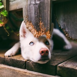 Hollysissonphotography:  Chloe Admires Her Fence Hole, Apparently Created By Her