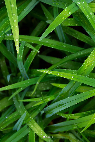 water drops on the grass. spring clean environment after the rain. fresh nature texture closeup - water drops on the grass. spring clean environment after the rain. fresh nature texture closeup #field#nature#green#lawn#spring#meadow#background#grass#summer#fresh#garden#land#environm