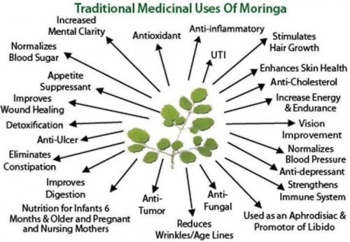 Moringa oil is found in numerous cosmetics due to moisturizing, cleansing and emollient properties. 