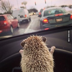 9gag:  How do you feel about hedgehogs driving