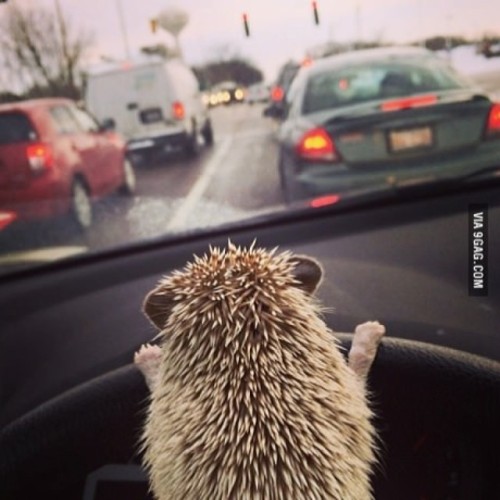 Porn photo 9gag:  How do you feel about hedgehogs driving