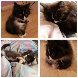 our-animal-friends:  Don’t forget to visit