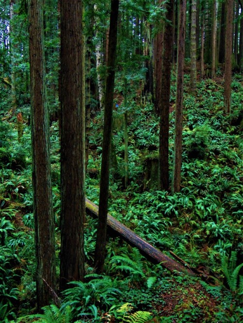 slick-vic:Arcata Community Forest, Humboldt County, CA