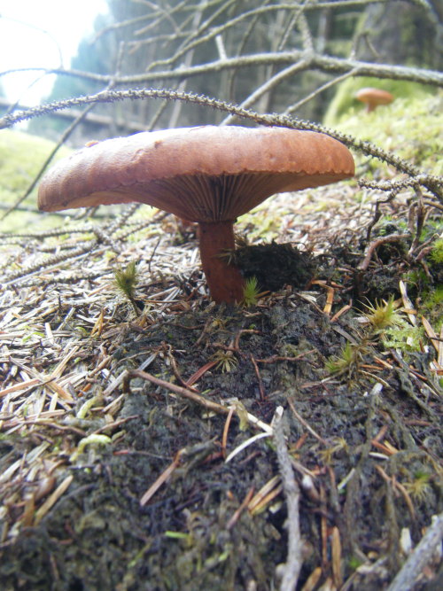 bodandrage:I found a load of mushrooms on my walk. Top and bottom were in deciduous woodland, the re