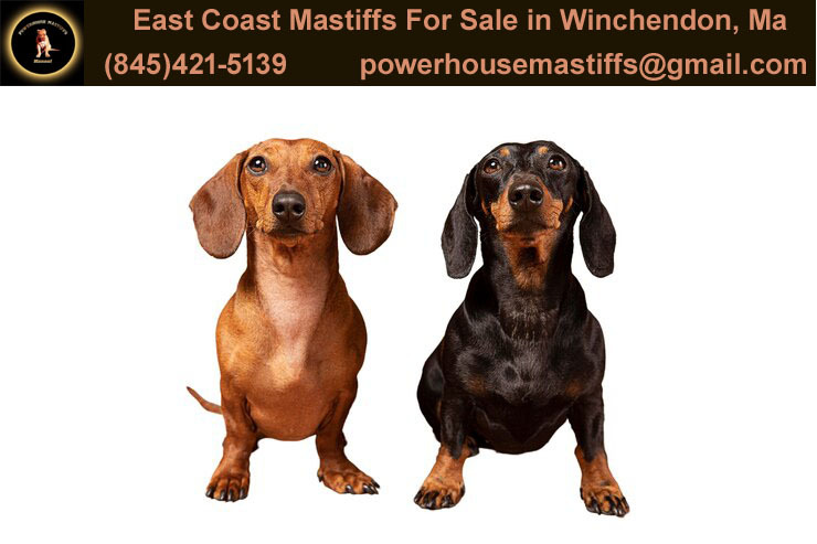Power House Mastiffs On Tumblr power-house-mastiffs-on-tumblr