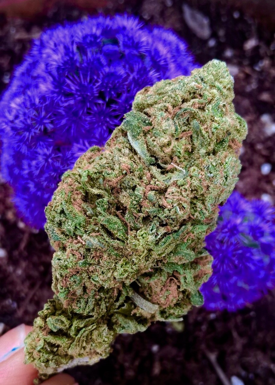 ilovehellokittyandweed:  My Purple cacti featuring some sour Dream💜💨💜💨💜💨