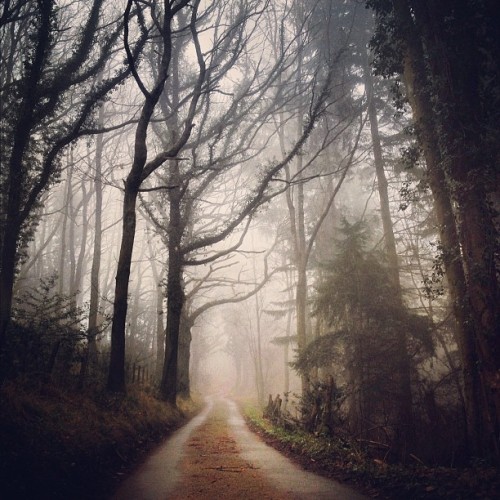 foxmouth:  Instagram, 2014 | by Finn Beales + @finn on Instagram