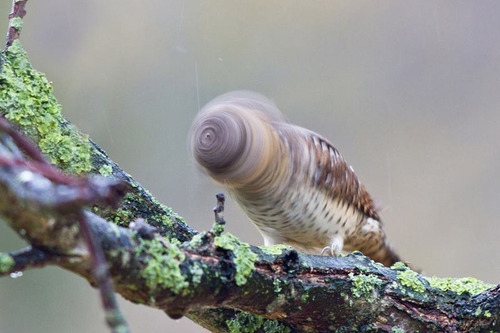 lindseybluth:tlyudacris:ahhhh yes. the rare drill bbird. look at its beautiful plumage and its drill