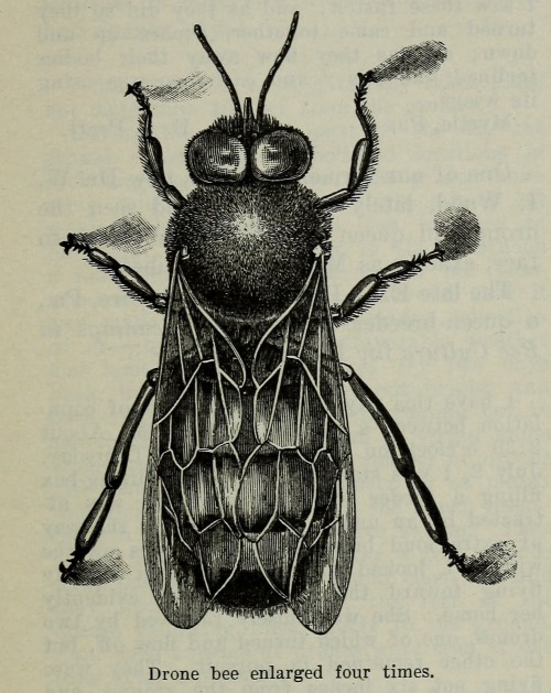 nemfrog:

Drone bee. The ABC and XYZ of bee culture. 1919 ed.Internet Archive 