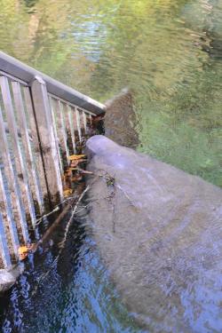 Further proof that manatees are ridiculous and not to be taken seriously