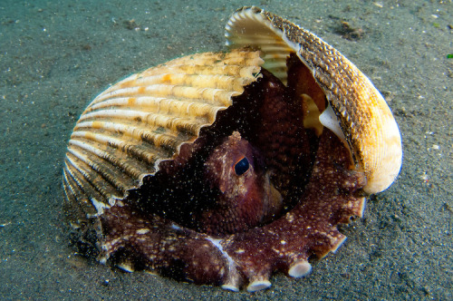 captain-jane-schway: Holy shit you guys coconut octopi are the most precious animals in the world So