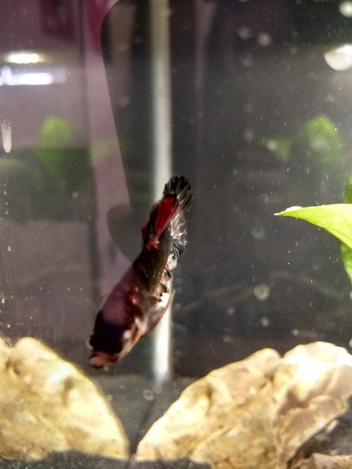 lyla-lycoris:Four wonderful bettas! In order, Achilles, Niv-Mizzet, Urushihara, and GlaurungI love t