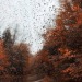 enchantedbunny:Ah How much I crave autumn… 🍂 