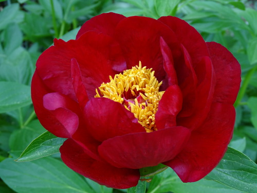 One of the most beautiful plants in the Spring garden, this shockingly red Peony flower! To see more