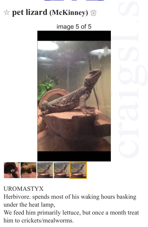 gimmeteeth:  Hi guys, I dont make a lot of posts at all but I found this Morroccan(?) Uromastyx on craigslist thats in the McKinney, TX area that is in need of a home. Its being fed mealworms and lettuce (uromastyx are strictly herbivorous and should