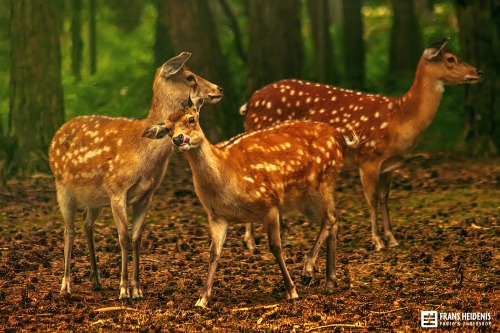 creatures-alive:  (via 500px / Hey look a photographer by Frans Heidenis)