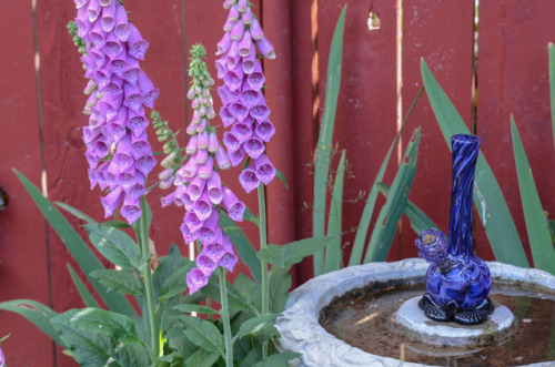 indig0sunflower:in the foxgloves ✿♥‿♥✿