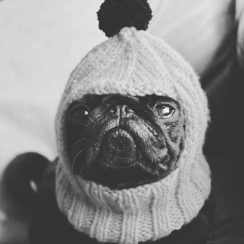 How I feel in this weather #puglove