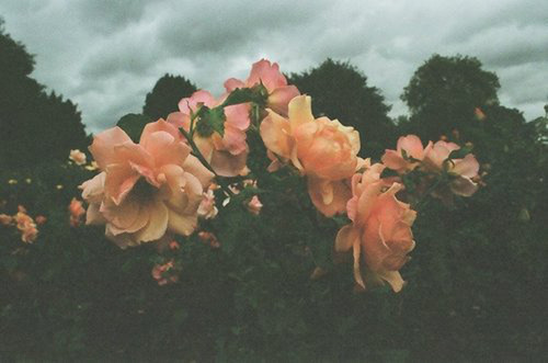 hippiesispunkz:☯ 