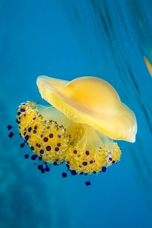 Lets Be Mermaids — Yellow Underwater Creature Aesthetic🐠
