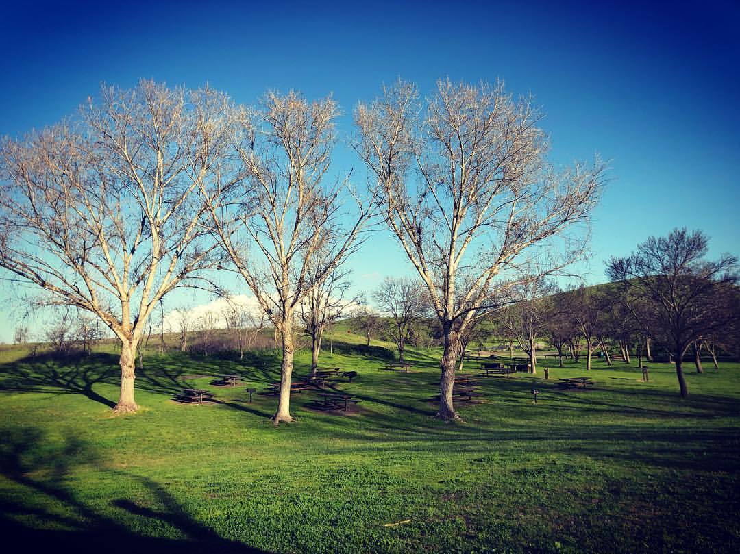 Three Caballero’s #treetrio #eastcounty  (at Contra Loma Reservoir) https://www.instagram.com/p/BvbABOGHztG/?utm_source=ig_tumblr_share&amp;igshid=dy603rzbpjou