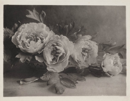 rivesveronique:‘Peonies’, 1906.Marillier, Louise E